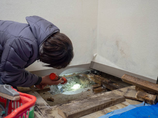 Best Water Damage & Mold Remediation  in Delano, MN
