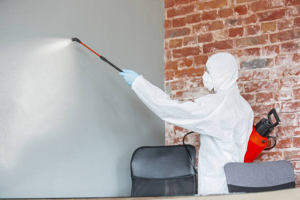 Best Attic Mold Removal  in Delano, MN