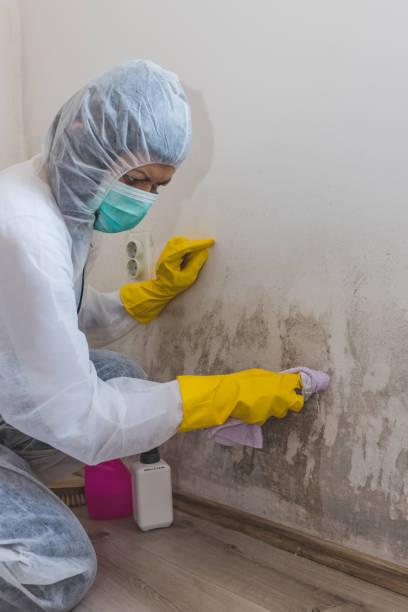 Best Environmental Consulting for Mold Prevention  in Delano, MN