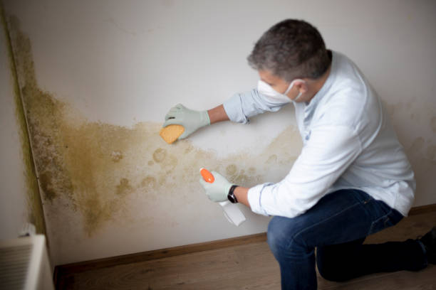 Best Residential Mold Inspection & Testing  in Delano, MN