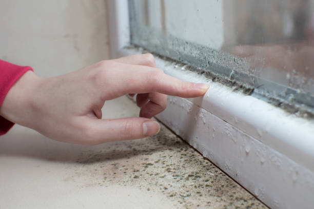 Best Mold Documentation for Insurance Claims  in Delano, MN